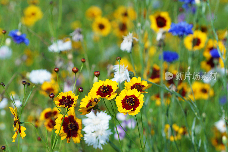 黄花植物野外特写