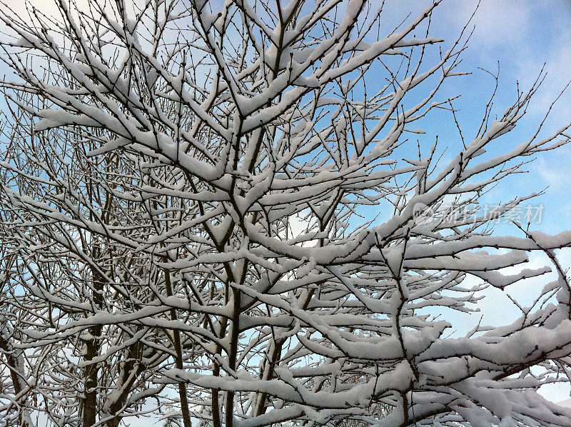 白雪覆盖的树枝上的日本枫树的形象