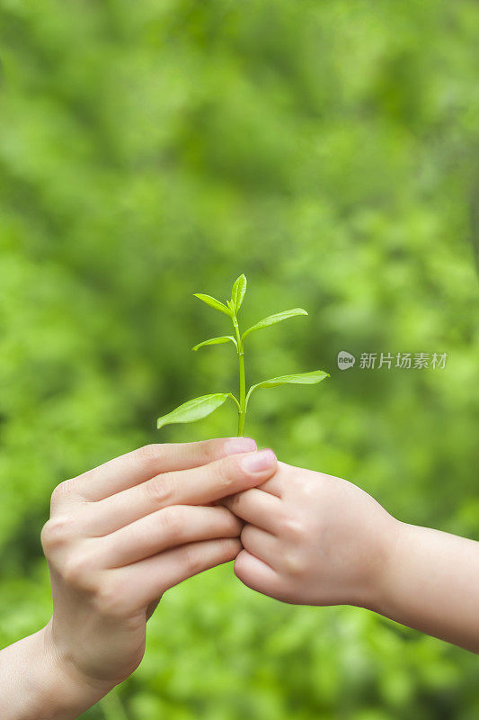 两只手捧着一株小植物