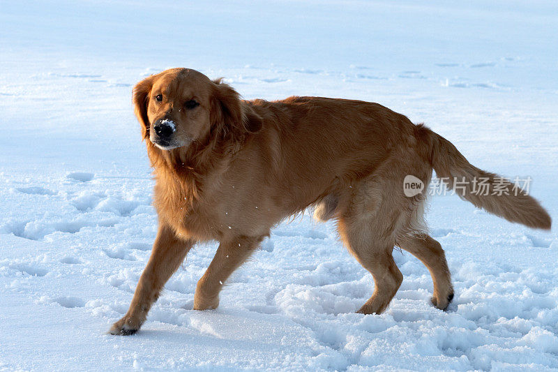 雪中的金毛寻回犬