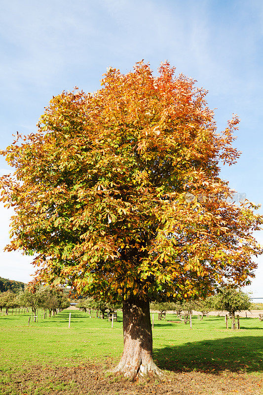 栗树在秋天的阳光下