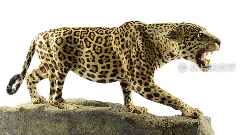非洲豹标本