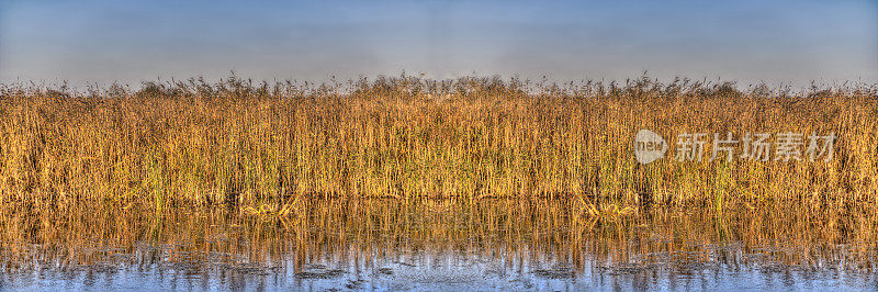 生长在多瑙河三角洲的芦苇-全景HDR图像