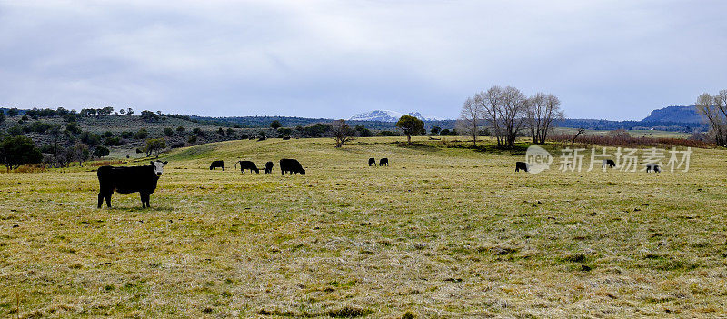 风景山牧场的奶牛