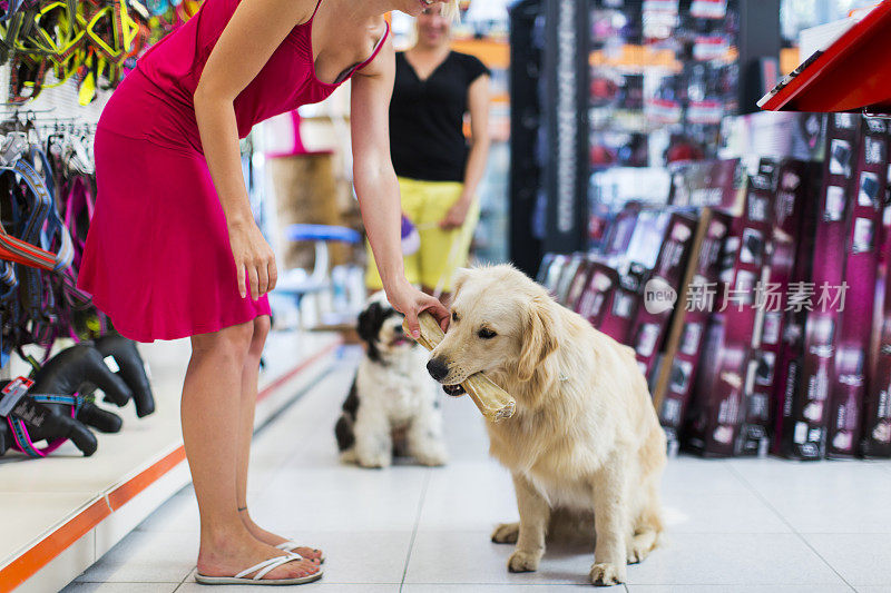 可爱的金毛猎犬和藏獒在宠物店