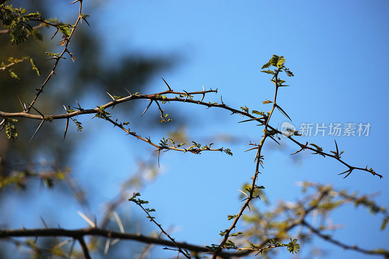 南非:金合欢树枝