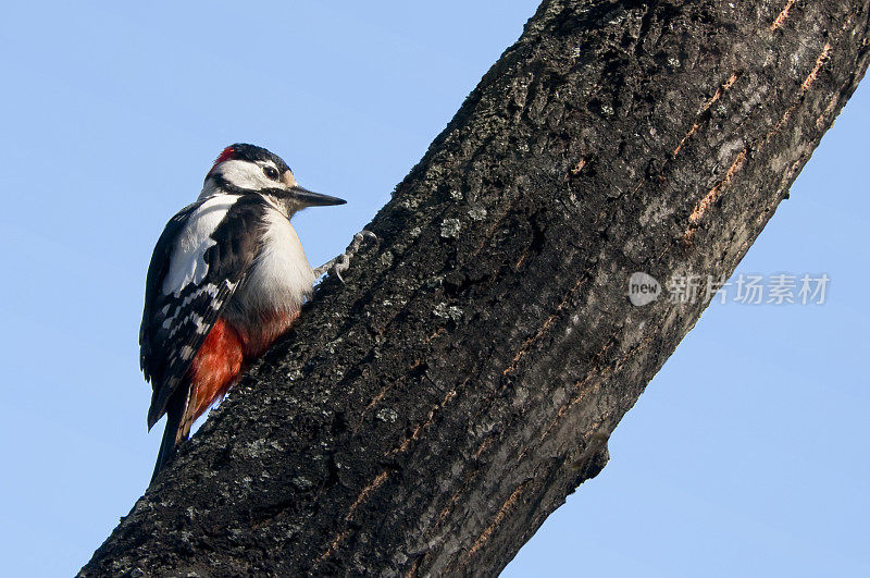 大斑啄木鸟(大斑啄木鸟，成年雄性)在树上