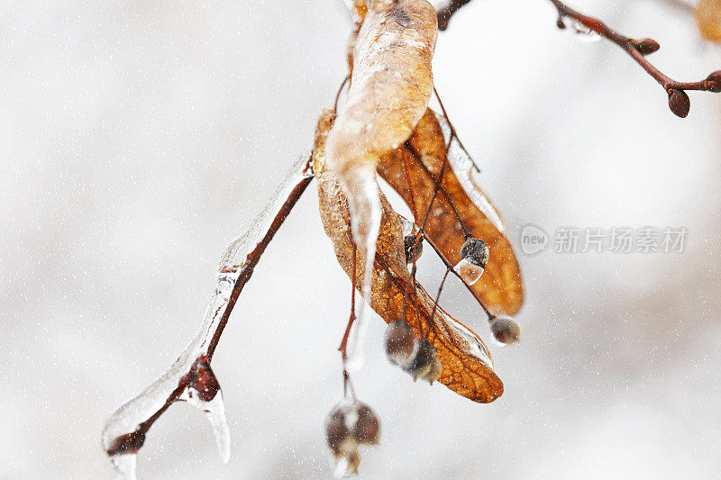 这是冬天被冰雪覆盖的树叶的特写