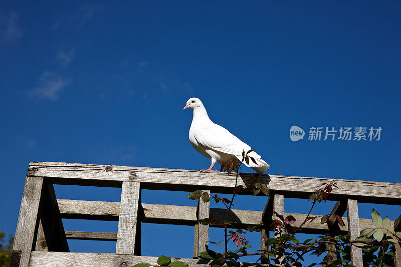 一只孤独的白鸽栖息在栏杆上