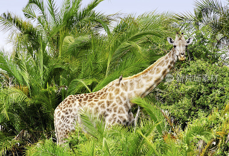 长颈鹿在奥卡万戈三角洲，博茨瓦纳