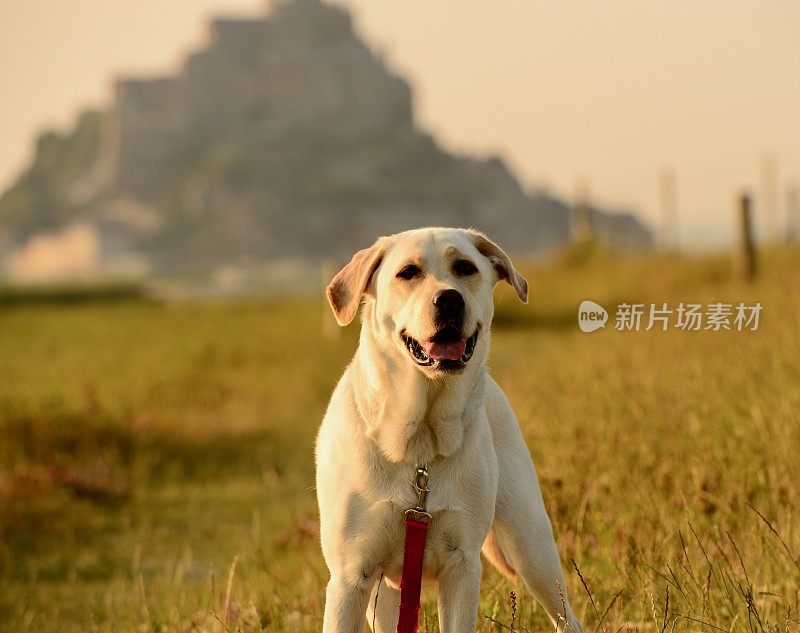 拉布拉多寻回犬