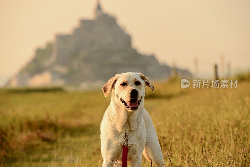 拉布拉多寻回犬