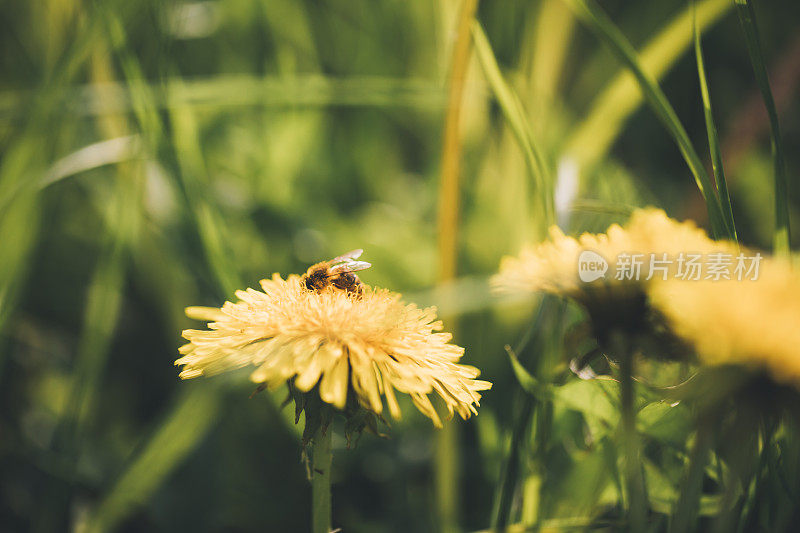 黄色毛茛在阳光明媚的春天和小蜜蜂
