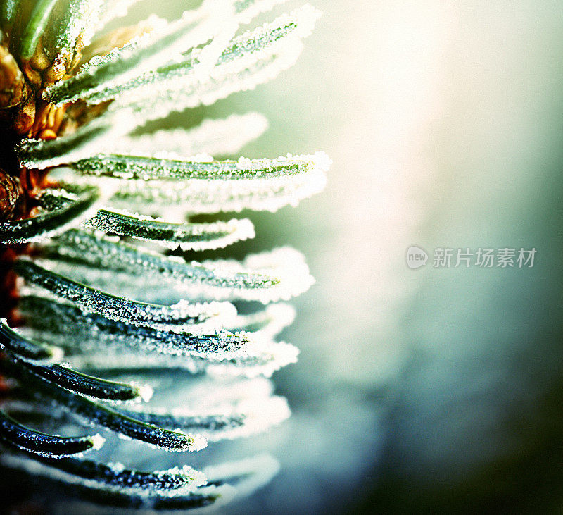 这是一幅冬日霜冻下的松树树枝的特写
