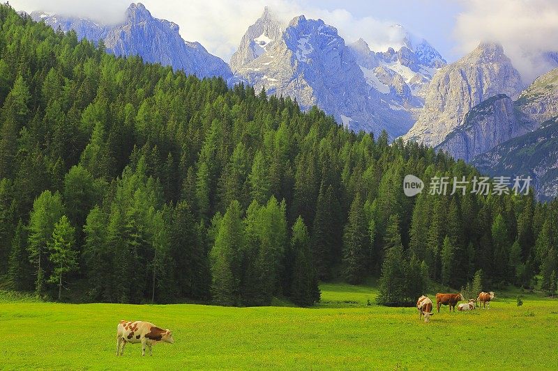 奶牛放牧-家畜在田园诗般的戏剧性的景观:在日出的意大利北部山脉白云石阿尔卑斯，附近的科尔蒂纳d'Ampezzo