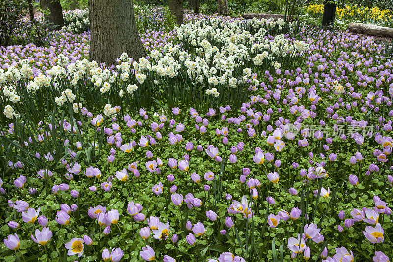 郁金香花园