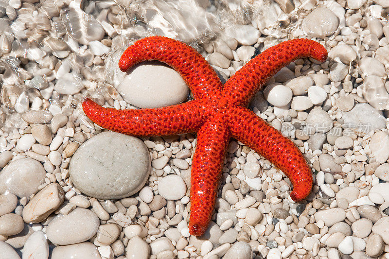 石滩上的红海星