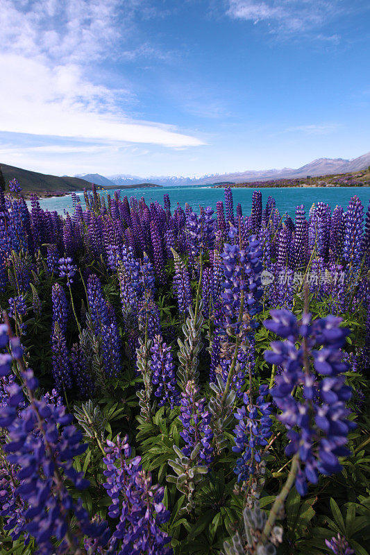 特卡波湖的Lupins