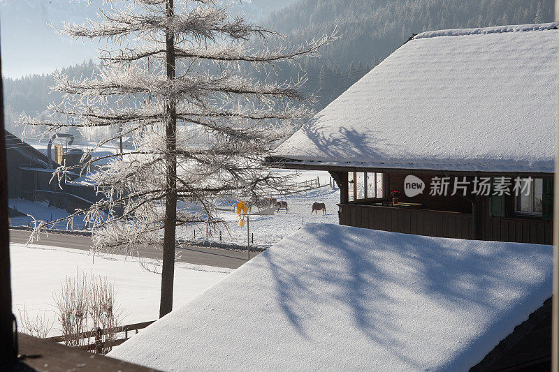 冬天的雪和牛在树上