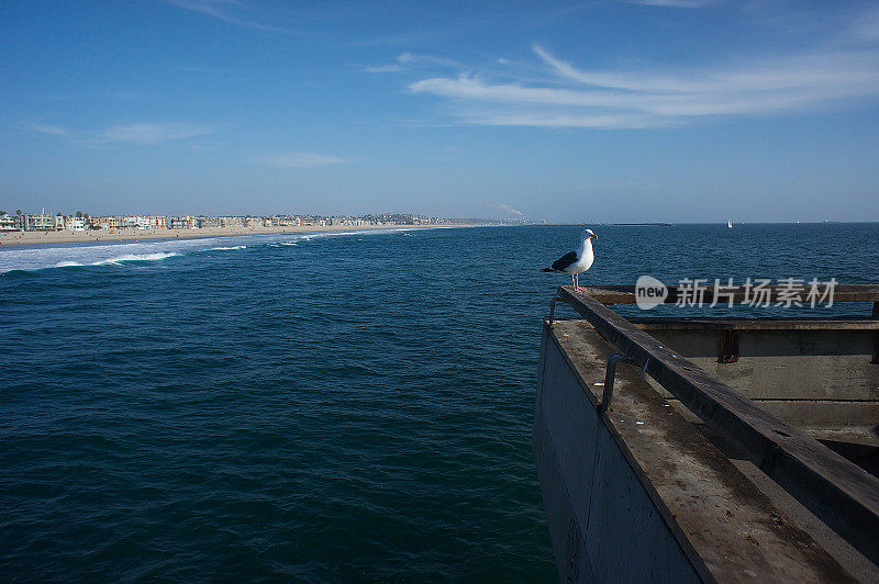 圣塔莫尼卡码头的海鸥