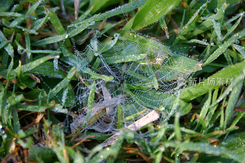 草坪上挂着露珠的小蜘蛛网