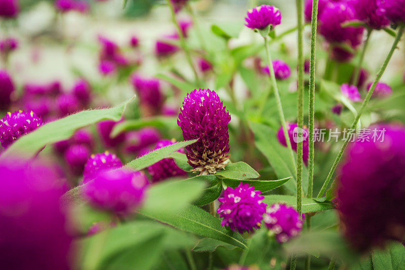 花浸-紫色的花闭合;选择聚焦;浅景深