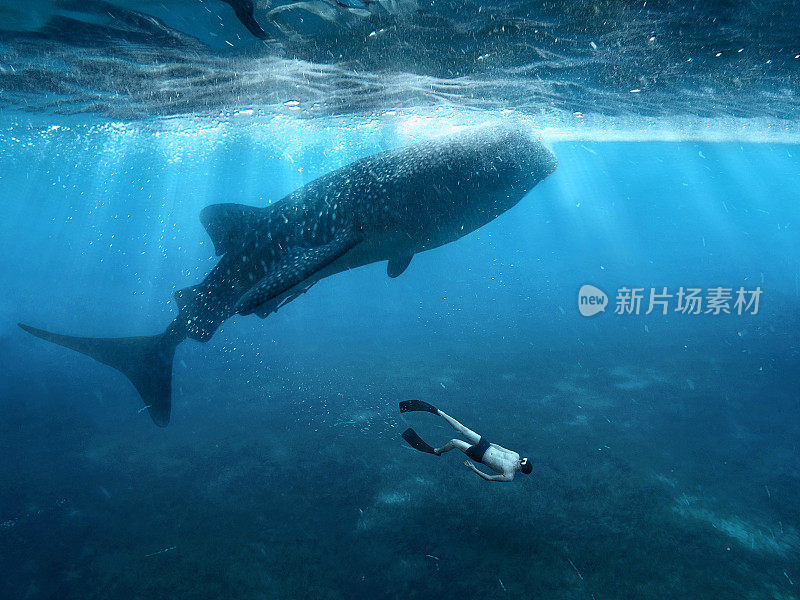 在菲律宾，水下摄影师与鲸鲨一起游泳并自拍