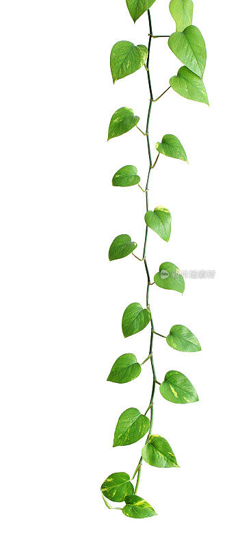 喜林芋植物