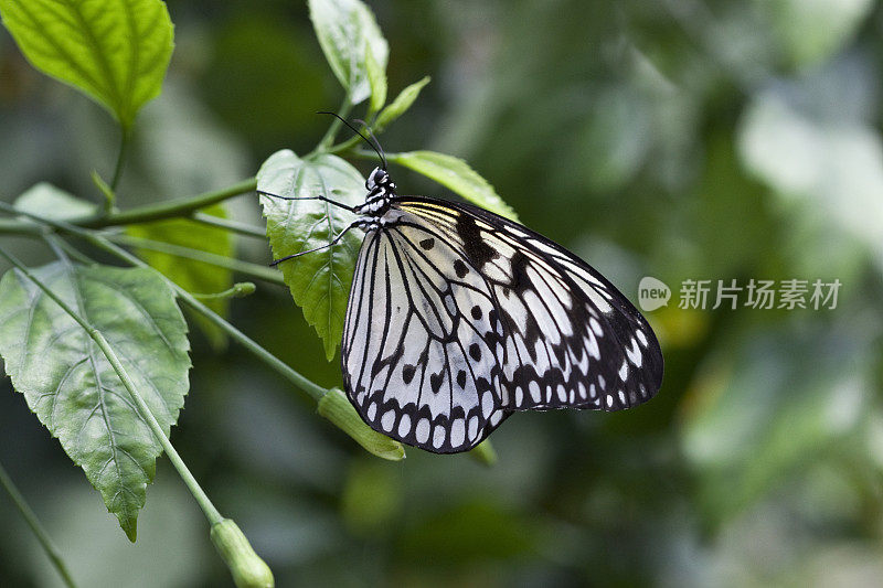 白树仙子蝴蝶