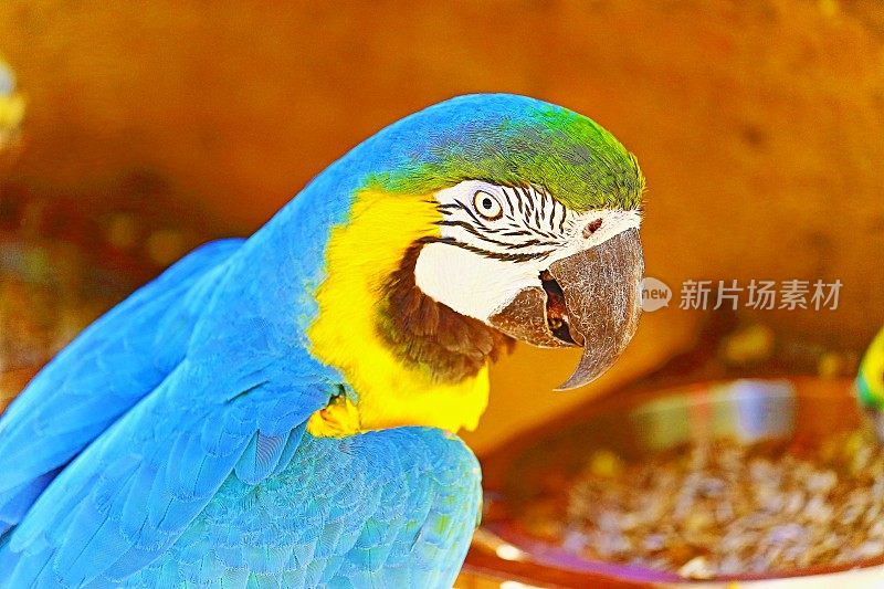 田园诗般的动物观鸟旅行:美丽和好奇的蓝和黄鹦鹉金刚鹦鹉吃热带鸟类-潘塔纳尔湿地和亚马逊雨林，巴西