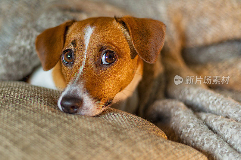 可爱的杰克罗素狗在毯子下面休息或睡觉。