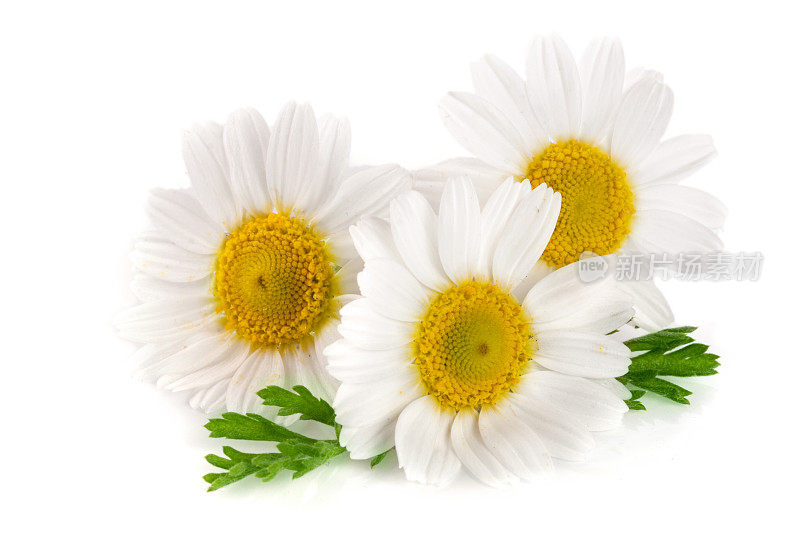三种洋甘菊或雏菊，叶子孤立在白色背景上
