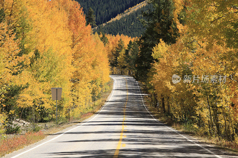 秋天:岩石山美国82号公路沿线的金色树木