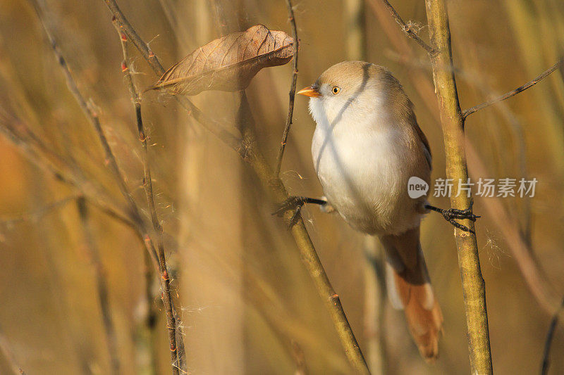 毛茸茸的鸟在秋天的树叶上寻找食物