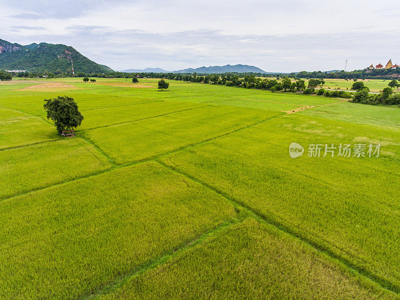 绿色稻田的鸟瞰图