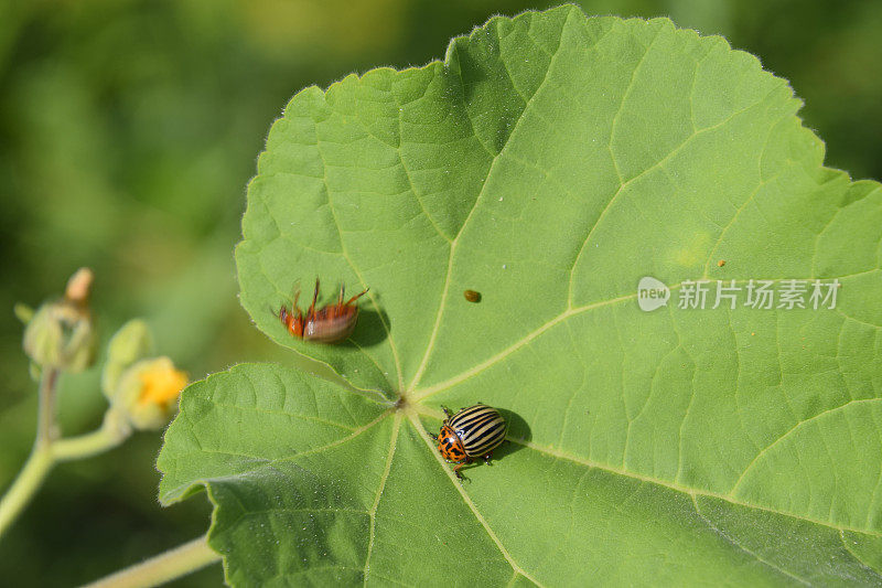 一种植物叶子上的科罗拉多甲虫。成年科罗拉多条纹蜂