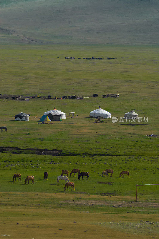 有马和蒙古包的蒙古景观