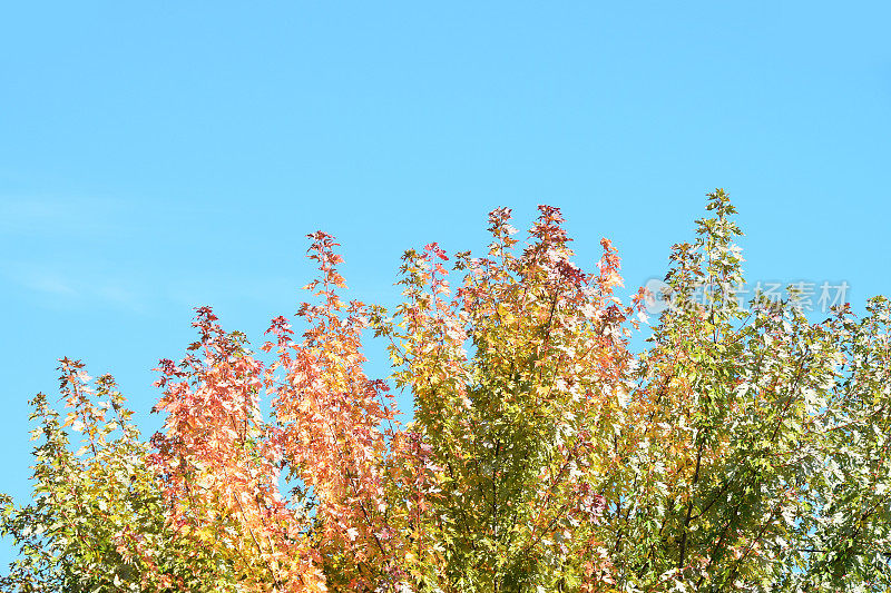 秋天的树梢上，背景是湛蓝的天空