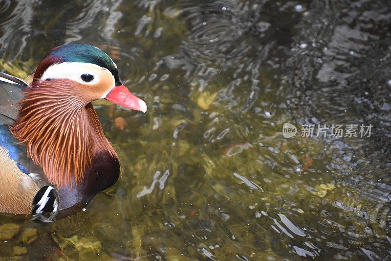 鸭子在湖里