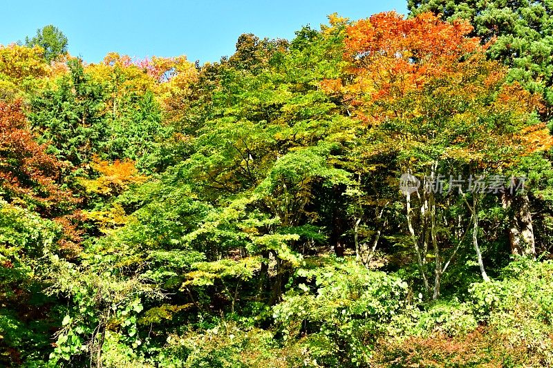 日本秋叶(枫树)，长野县，日本