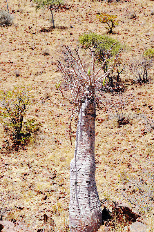纳米比亚达马拉兰的辣木和灌木植被