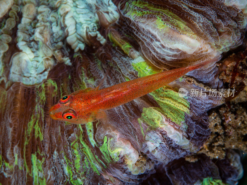 红鬼虾虎鱼和彩色珊瑚