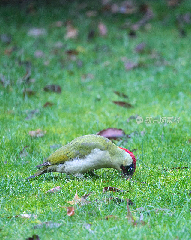 冬天在草坪上觅食蚂蚁的欧洲绿啄木鸟。