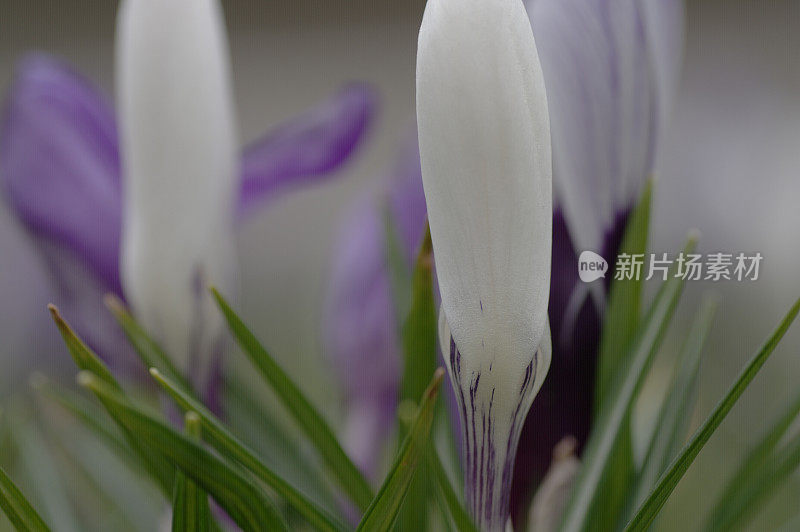 新鲜的紫番红花