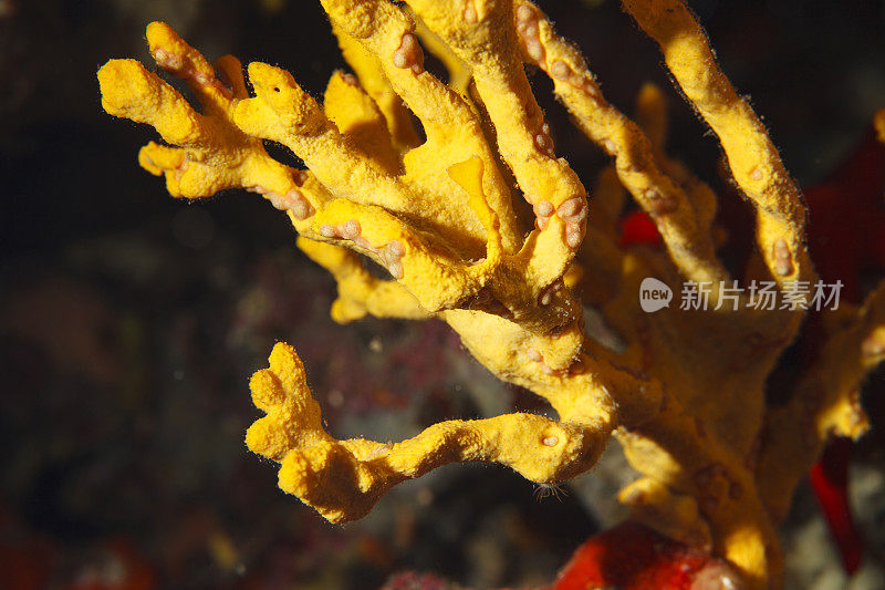 海洋生物海绵水下呼吸器潜水员视角地中海