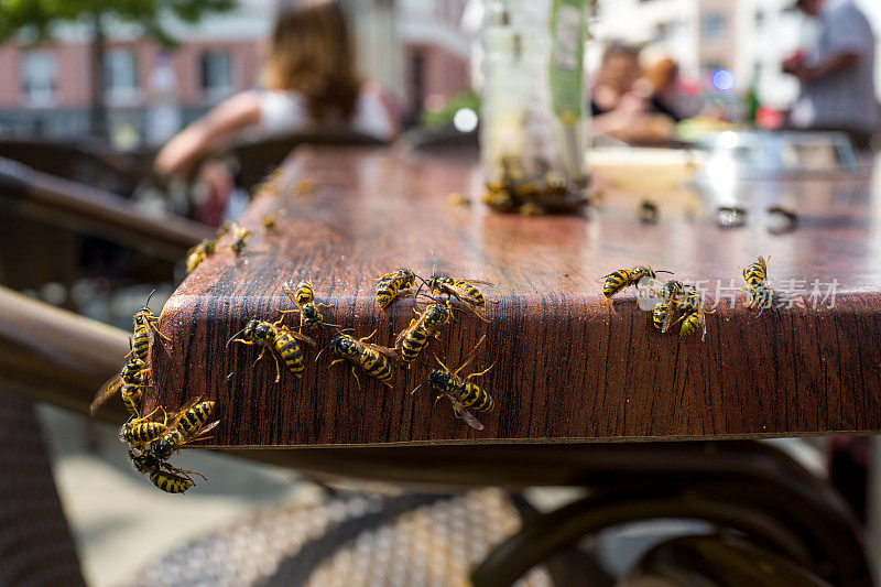 咖啡馆里的黄蜂