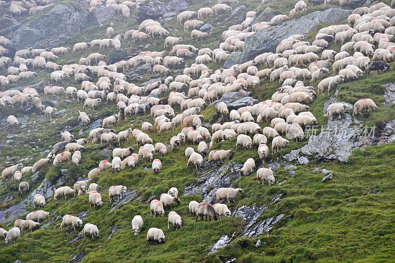罗马尼亚喀尔巴阡山脉一侧的绵羊