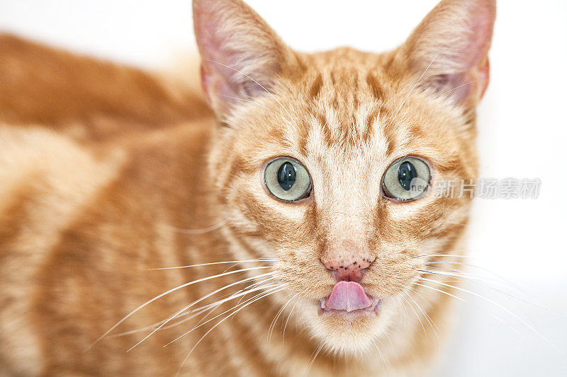 猫用舌头舔鼻子