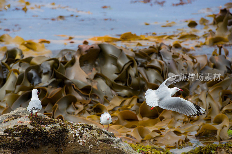 莫拉基海滩上的海鸥
