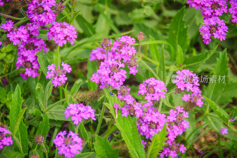 美丽的紫色硬马鞭草，又名细长的马鞭草或块茎马鞭草，是马鞭草科多年生开花草本植物。
